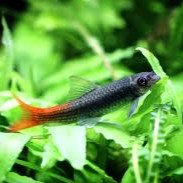 Garra panitvongi   Garra roodstaart M